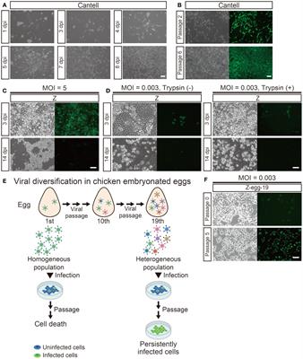 Evolutionary engineering and characterization of Sendai virus mutants capable of persistent infection and autonomous production